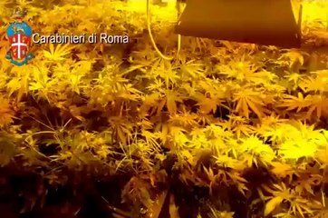 Vicovaro (Roma) - Scoperta una serra di canapa indiana (16.07.13)