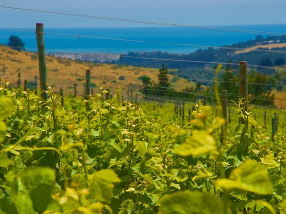 Đani Stipaničev - Didova glas