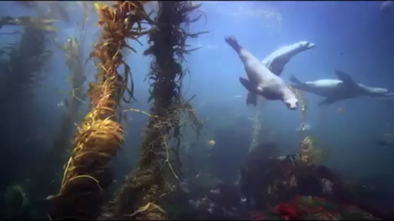 Great White Shark IMAX and Digital 3D Official Trailer