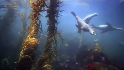 Great White Shark IMAX and Digital 3D Official Trailer