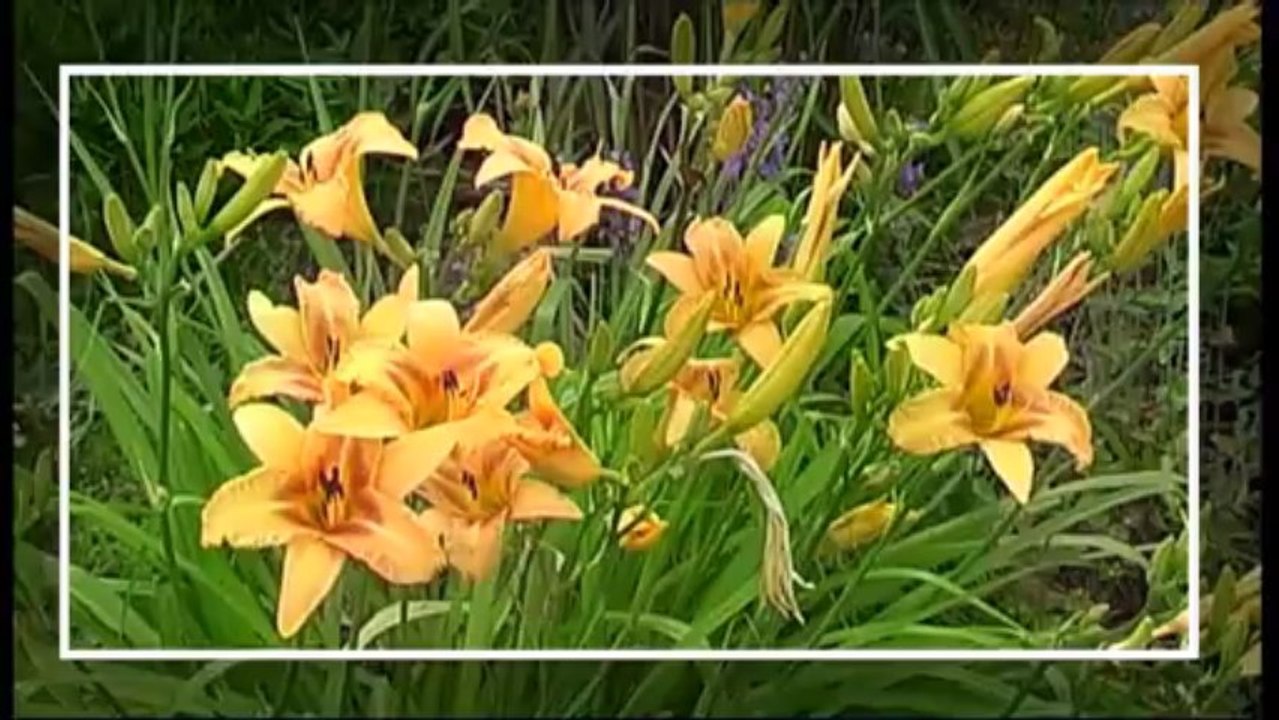 Impressionen aus dem Staudenbeet