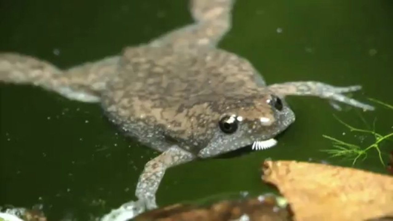 Drôle de bruit - Grenouille