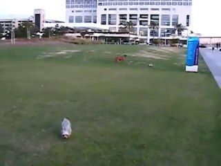 Hot on the trail - Go Go Dog Pals