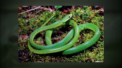 Annonce Reptiles à vendre au Québec sur Aubaine.ca