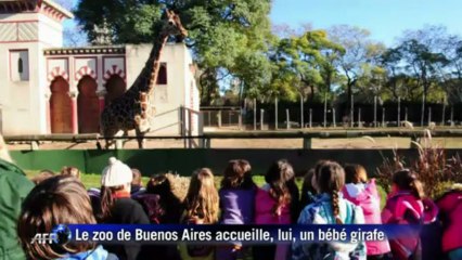 Un nouveau bébé girafe et des jumeaux pandas