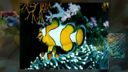 Petite Annonce Poisson à vendre au Québec sur Aubaine.ca