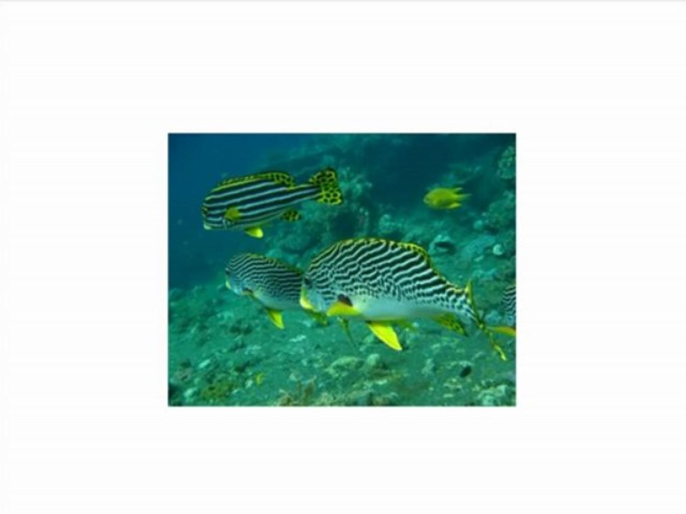 Canon PowerShot D20 12.1 MP CMOS Waterproof Digital Camera