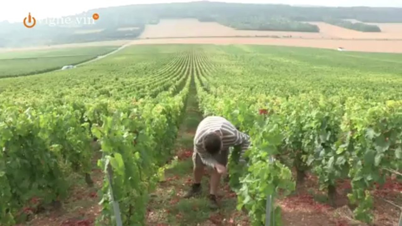 Terreetvigne.com by Jacques Legros - Champagne Vincent Couche du Club Trésors de Champagne