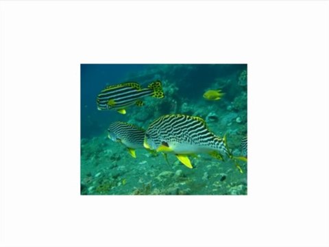 Fujifilm FinePix XP200 Yellow 16MP Waterproof Digital Camera