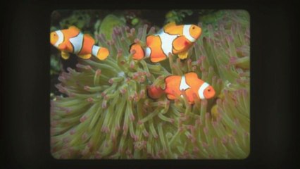 Petite Annonce Poisson à vendre sur Aubaine.ca