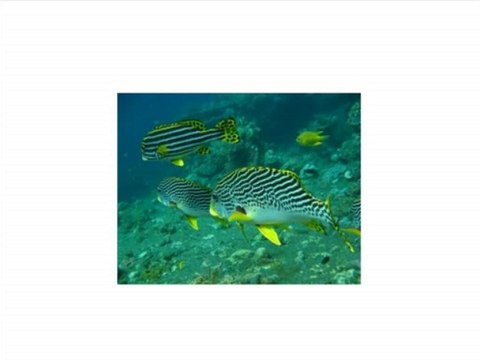 Kodak PlaySport (Zx5) HD Waterproof Pocket Video Camera Black