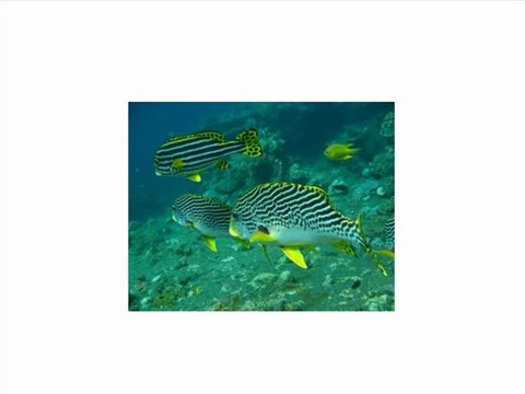 Kodak PlaySport (Zx5) HD Waterproof Pocket Video Camera Red