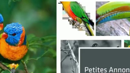 Petite Annonce Oiseaux à vendre au Québec - Aubaine.ca