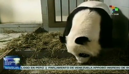 Panda gigante dio luz a cachorros mellizos en Atlanta