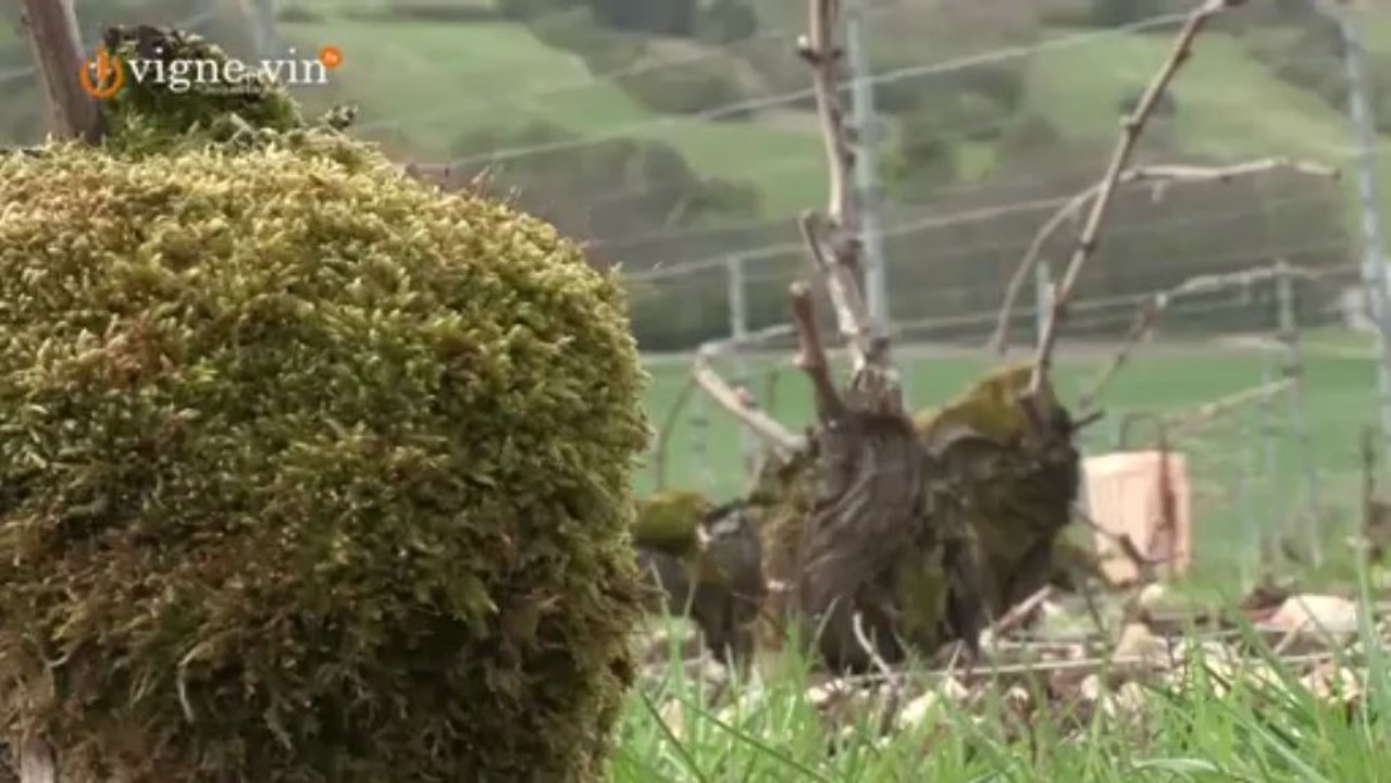 Champagne Rémy Massin du Club Trésors de Champagne avec Terreetvigne.com