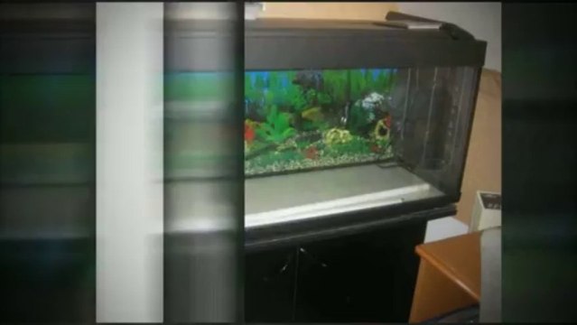 Petite annonce accessoires animeaux à vendre sur québec usagé à vendre