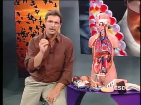 BIOLOGIA AULA 19 SISTEMA URINÁRIO Parte 3 - YouTube