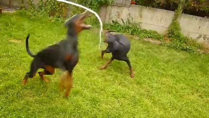 Kenzy et Furie et le tuyau d'arrosage