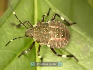 Halyomorpha halys - 2nd instar nymph