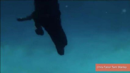 Dog Dives 9-Feet Underwater, Saves Rubber Chicken