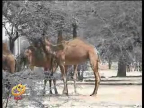 Rohi TV - Dilrri Luti Tain Yaar Sajan - Pathanay Khan - YouTube