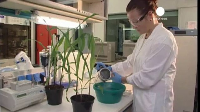 Monsanto fait marche arrière sur les OGM en Europe