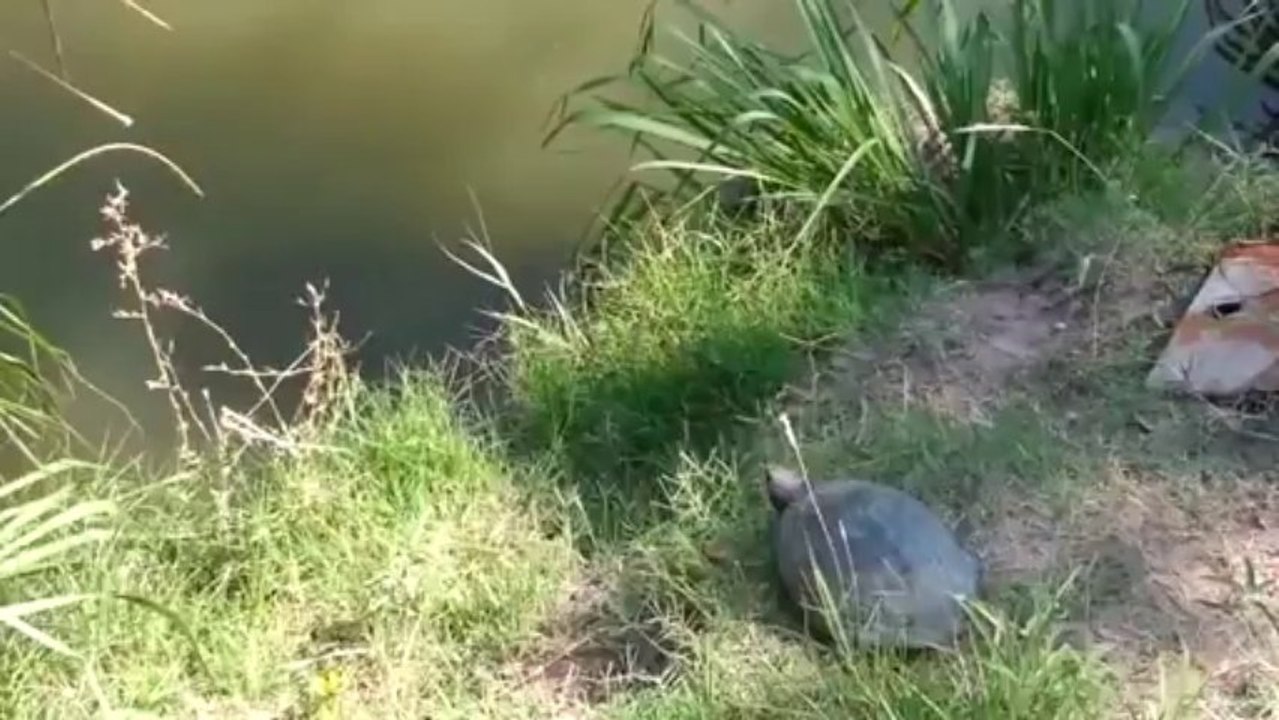 Epic Turtle Jump - FAIL!