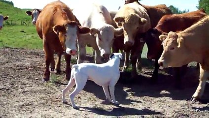 Un chien rencontre un troupeau de vache... Enorme!