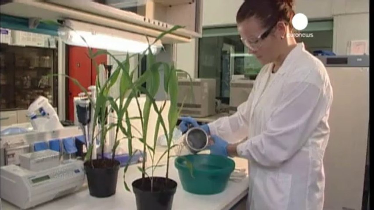 Monsanto abbandona nuovi ogm per l'Europa