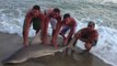 Man wrestles shark with bare hands