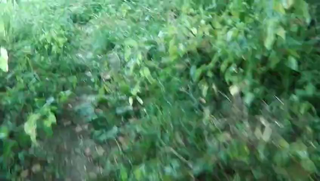 parcours du trail de l'EMG