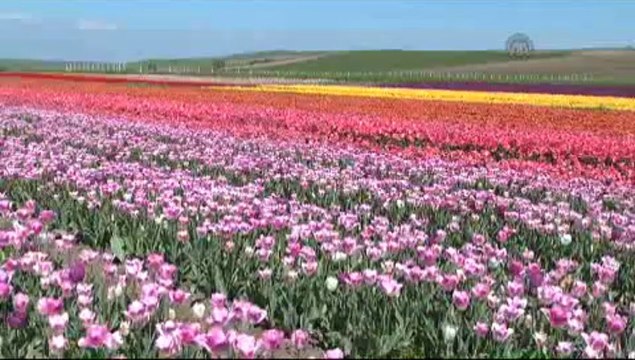 Türkiye, Hollanda'ya ilk kez lale ihraç etti