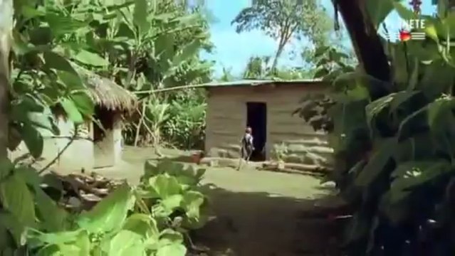 Des fourmis tueuses (Documentaire)