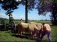 Chargement et transport d'une grume de peuplier avec deux trinqueballes et deux vaches Aubracs à Manziat (01)