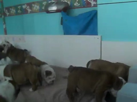 BéBés Edenbull's .. Bulldog Anglais .. 8 semaines .. ..