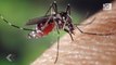 5 astuces pour esquiver les moustiques