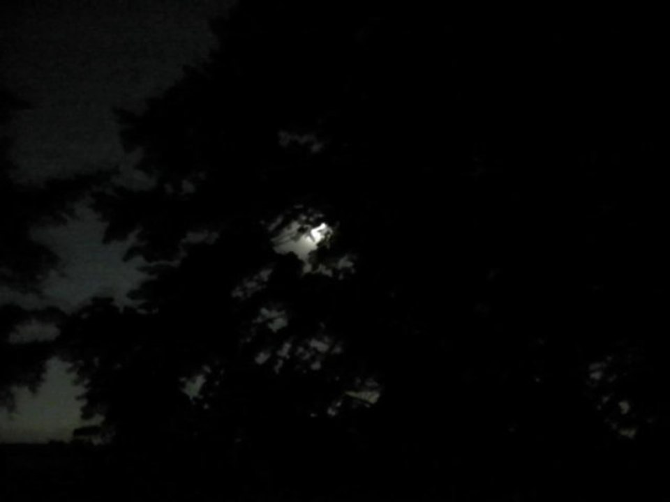 Cri du Renard dans la nuit Vidéo Dailymotion