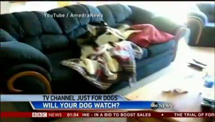 First Dog-TV On Planet Wouff: Cats Going Totally Nuts!!