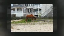Wild Horse Adventure on the Outer Banks