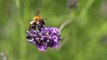BEESNESS (a 2000fps slomo macro film about bees at work) - Image of the week #18