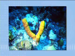 BIOLOGIA AULA 25 – ESPONJAS PARAZOÁRIOS Parte 2  - YouTube