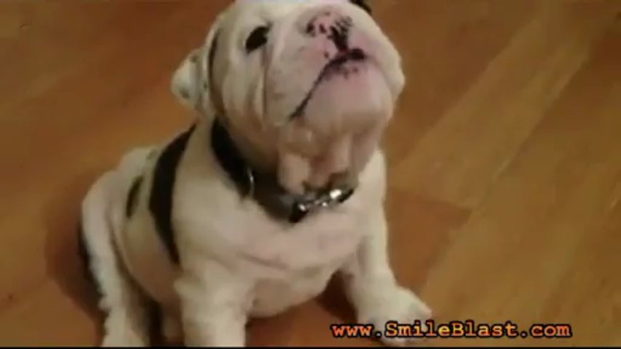 Lovely dog