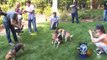 Laboratory Beagles Begin to Experience a New Life