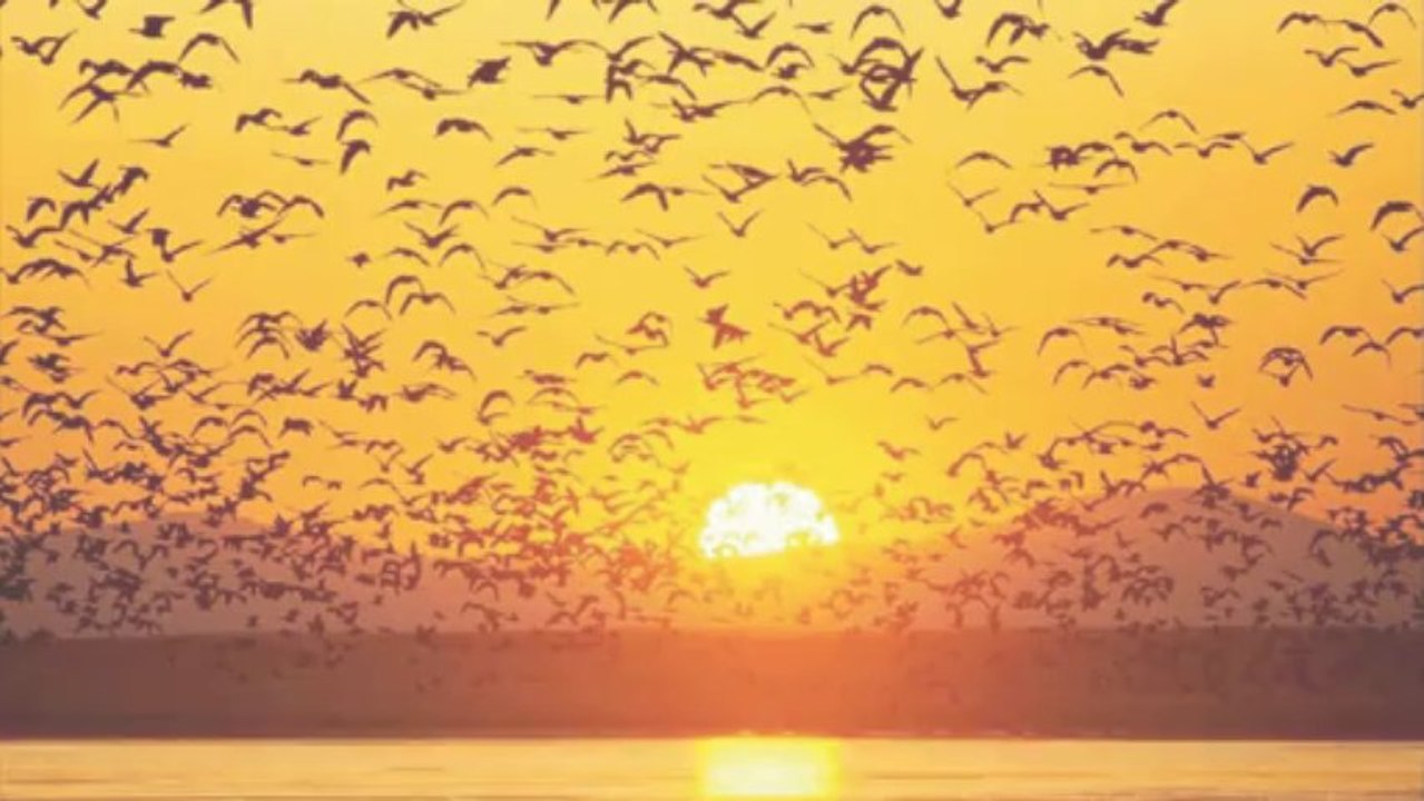 ENGENHEIROS DO HAWAII - Somos Quem Podemos Ser - Coral SATB