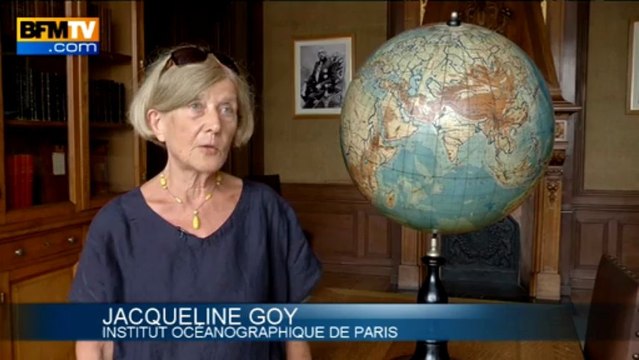 Cet été, les méduses envahissent la côte Atlantique - 19/07