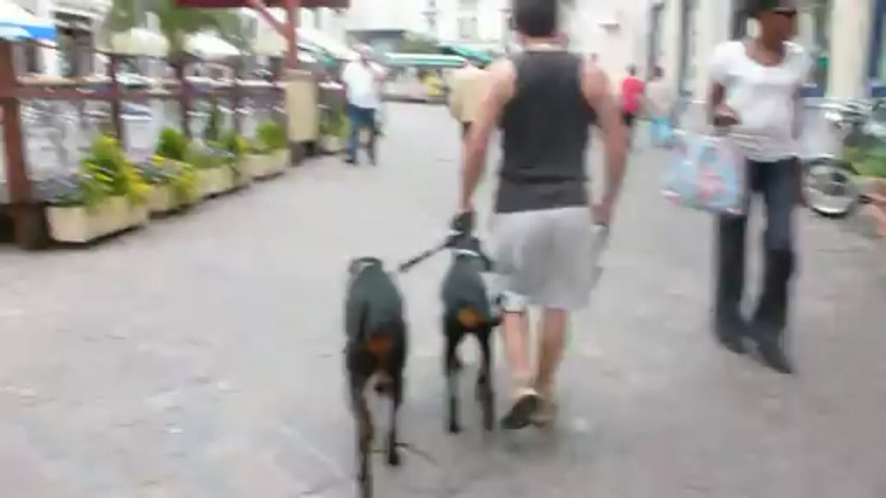 2 femelles dobermann de travail : magmar von der burgstatte à droite et lexa von der burgstatte à gauche