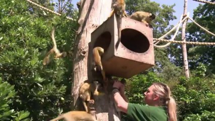 Helados hasta para los monos
