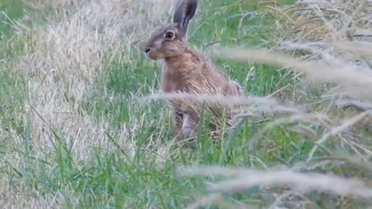 Chevreuils, combat pour une femelle