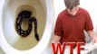 WTF Snake In Toilet Bites Man Genitals During Bathroom Trip