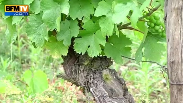 Pôle emploi recrute pour les vendanges - 24/07